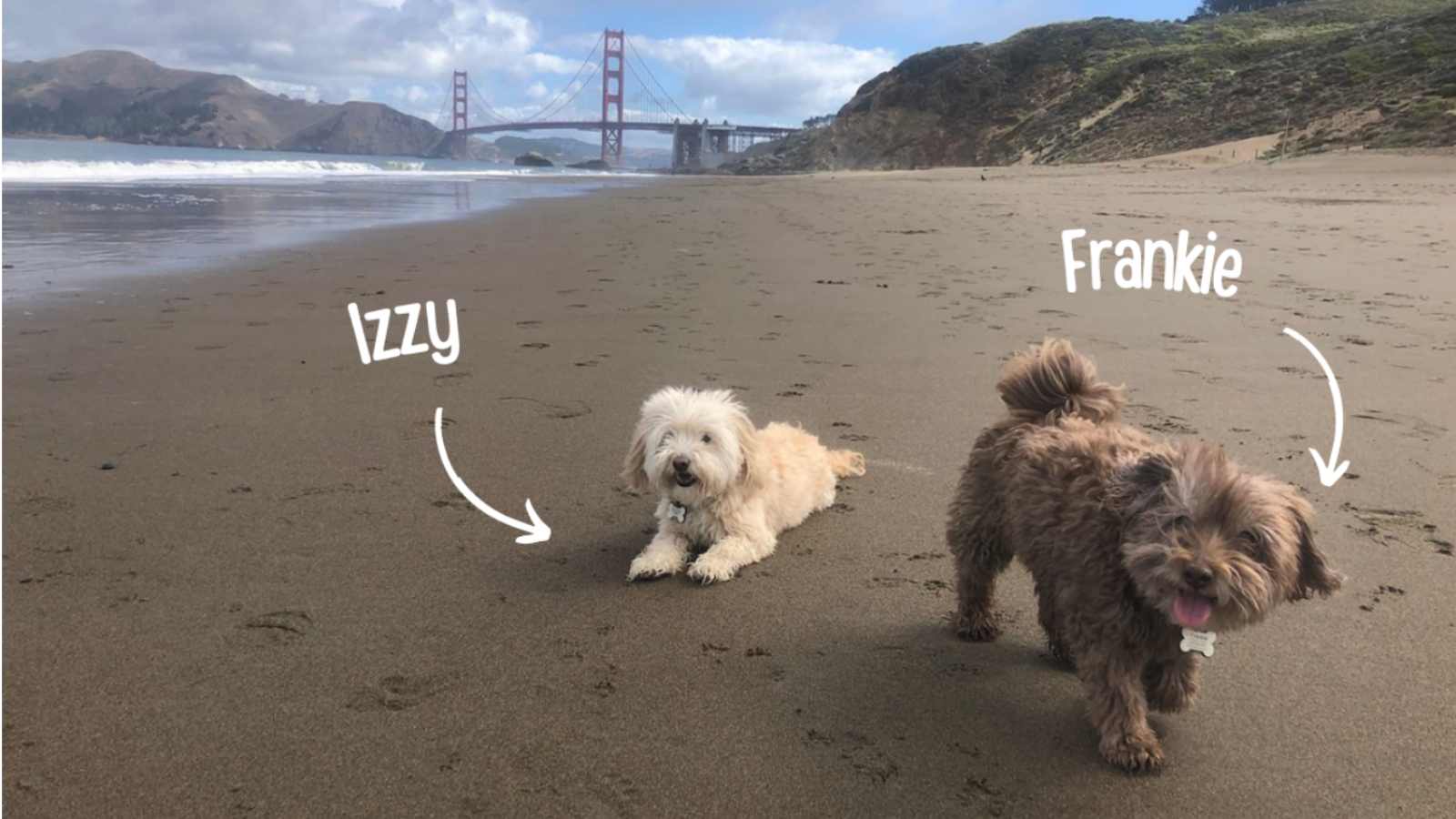 When Should I Introduce My New Baby To My Dog